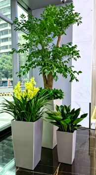 慈溪绿化养护行业现状怎么清理？简单实用妙招